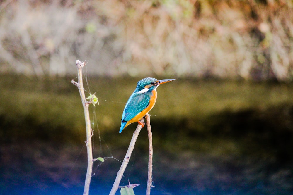 a small blue and yellow bird sitting on a branch