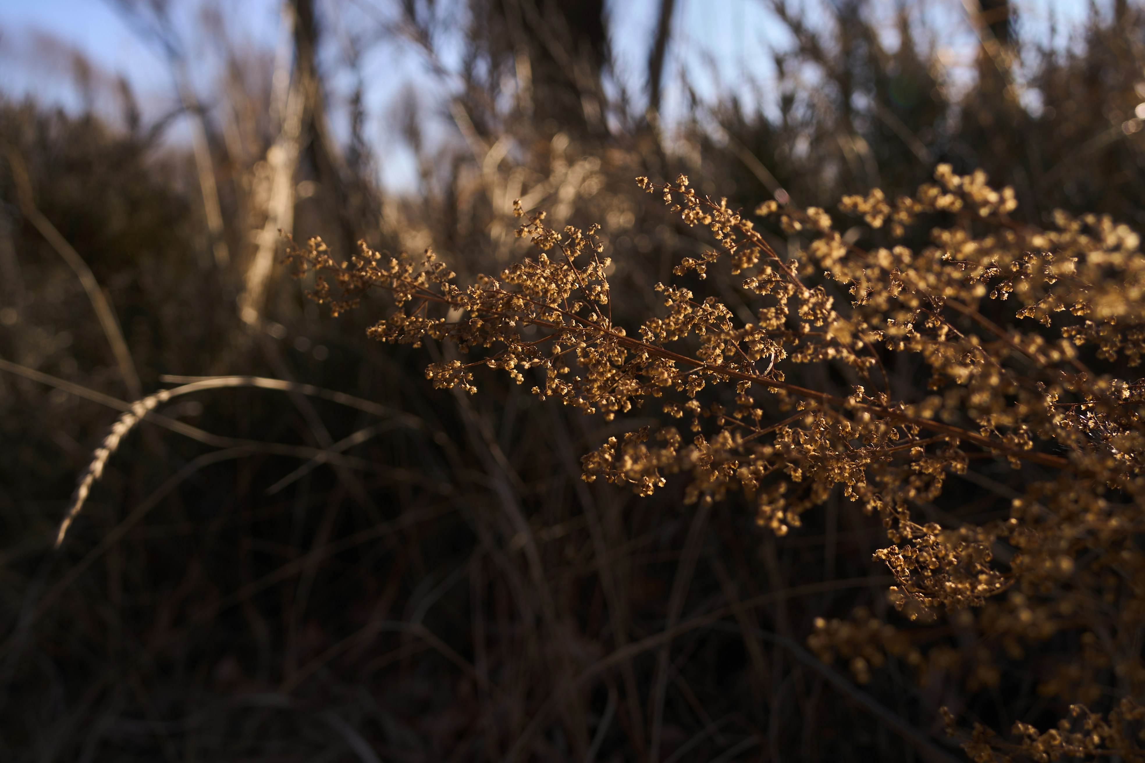 a close up of a plant in a field