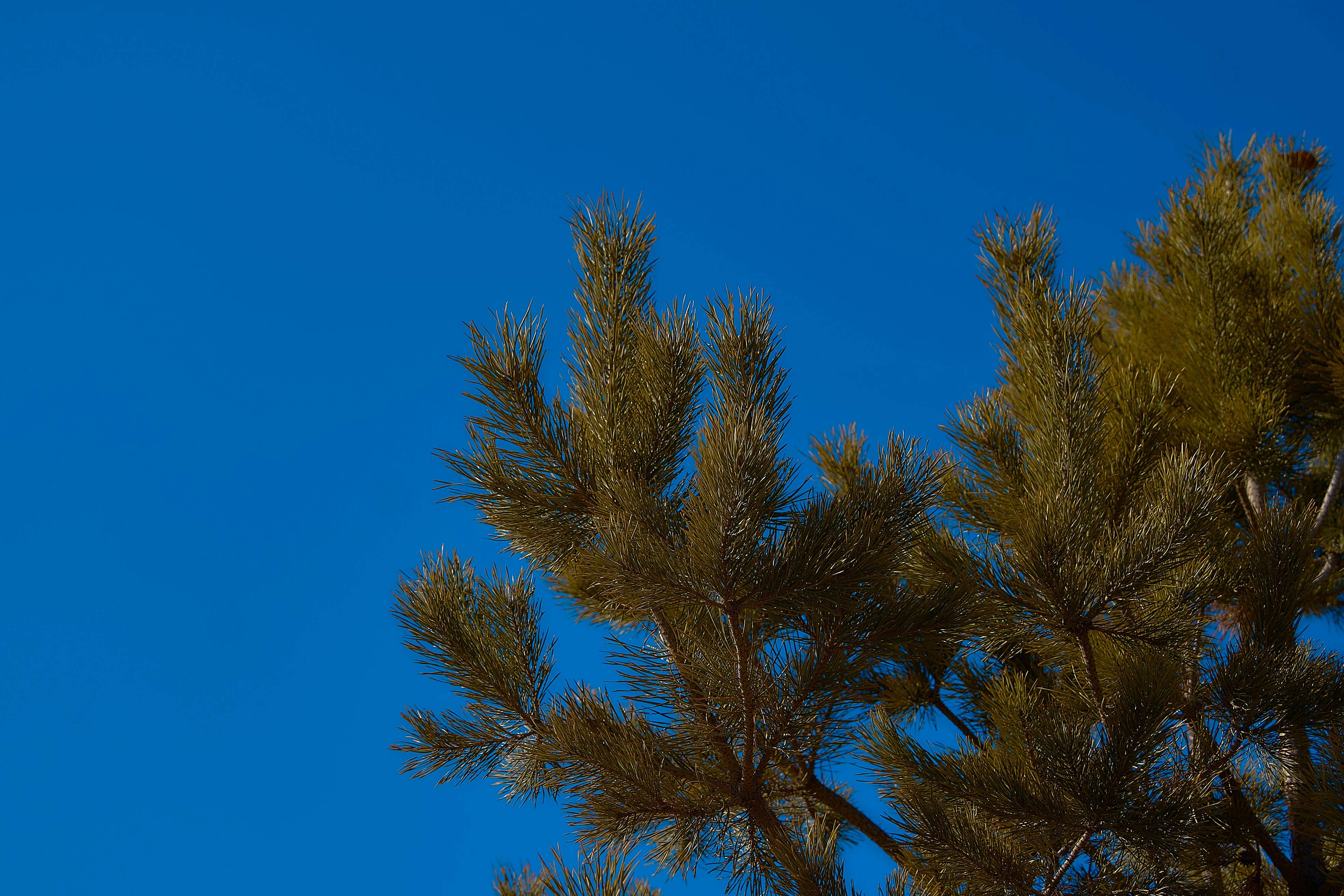 a bird is perched on a tree branch