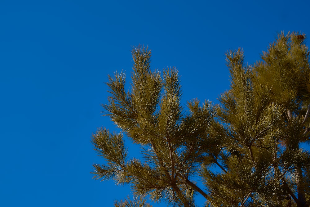 a bird is perched on a tree branch