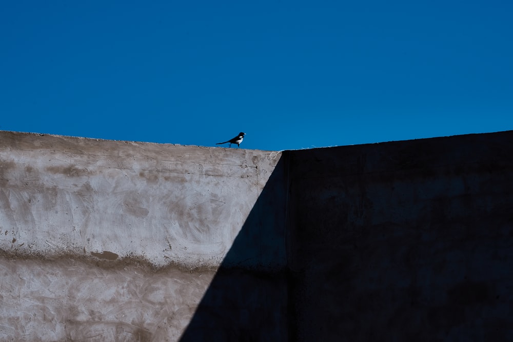 a bird sitting on top of a cement wall