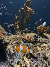 A vibrant underwater scene featuring numerous clownfish swimming among large, textured rocks and coral structures. The background is a deep blue, giving a sense of depth and tranquility.