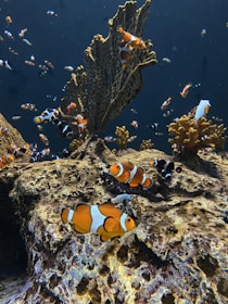 A vibrant underwater scene featuring numerous clownfish swimming among large, textured rocks and coral structures. The background is a deep blue, giving a sense of depth and tranquility.