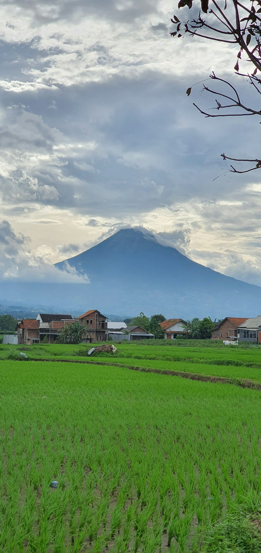 a green field with houses and a mountain in the background