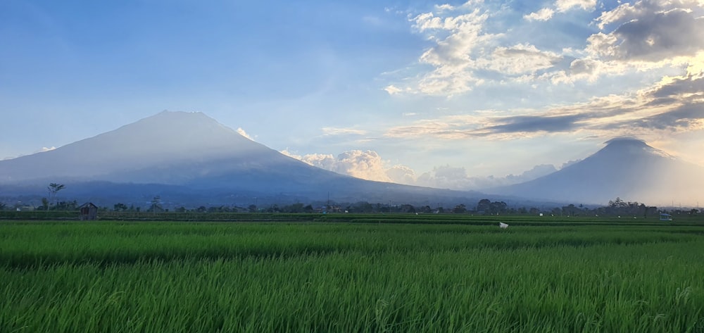 a green field with a mountain in the background