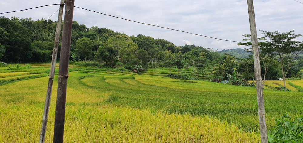 a lush green field next to a forest