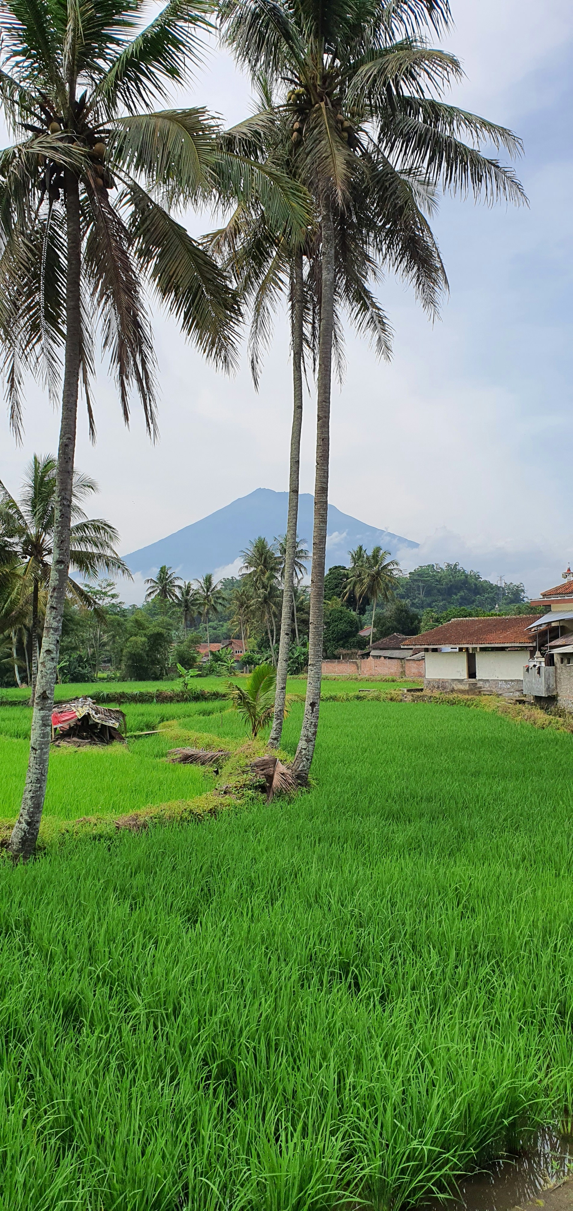 Lapangan hijau subur dengan pohon palem di latar belakang