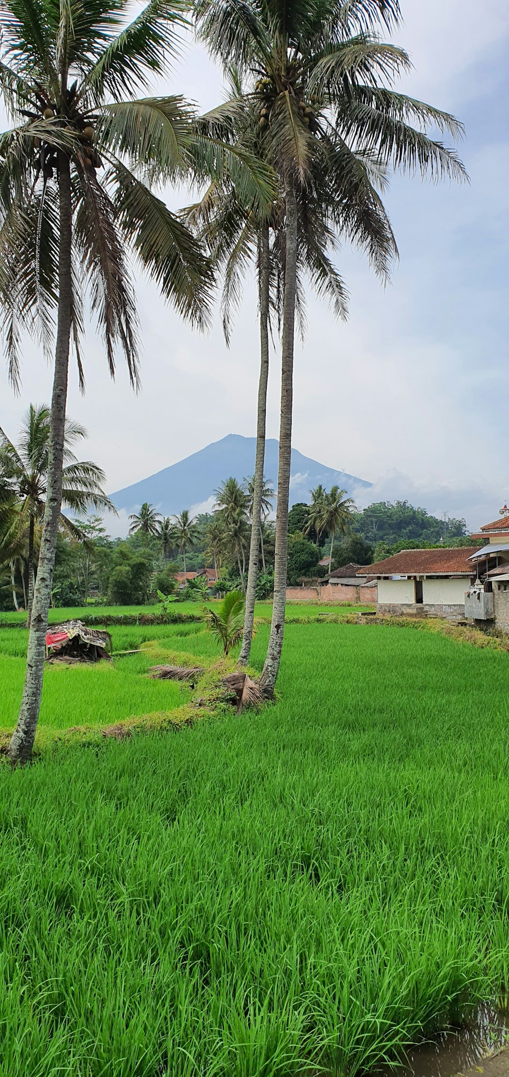 a lush green field with palm trees in the background