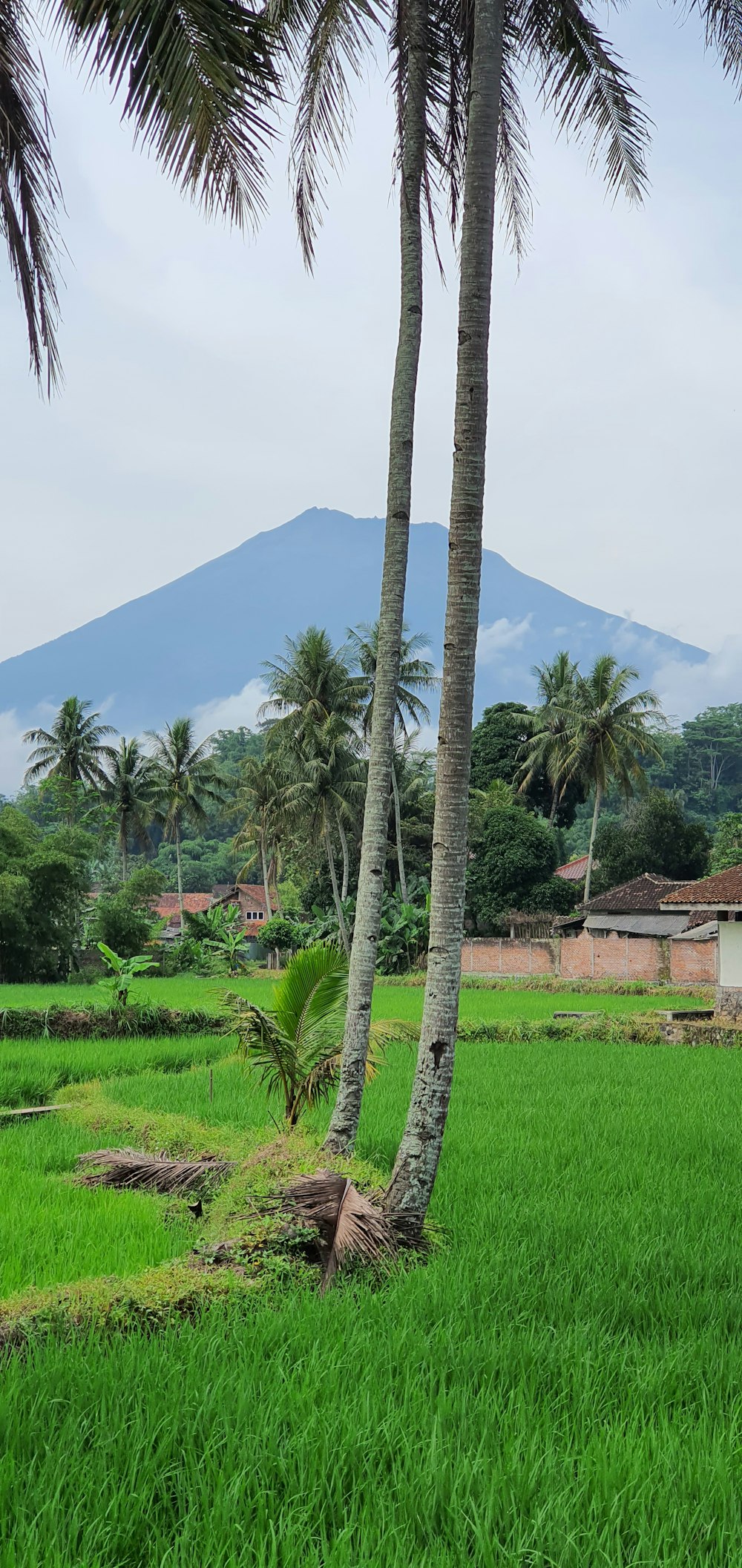 a lush green field with a mountain in the background