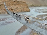 a group of cows crossing a suspension bridge over a river