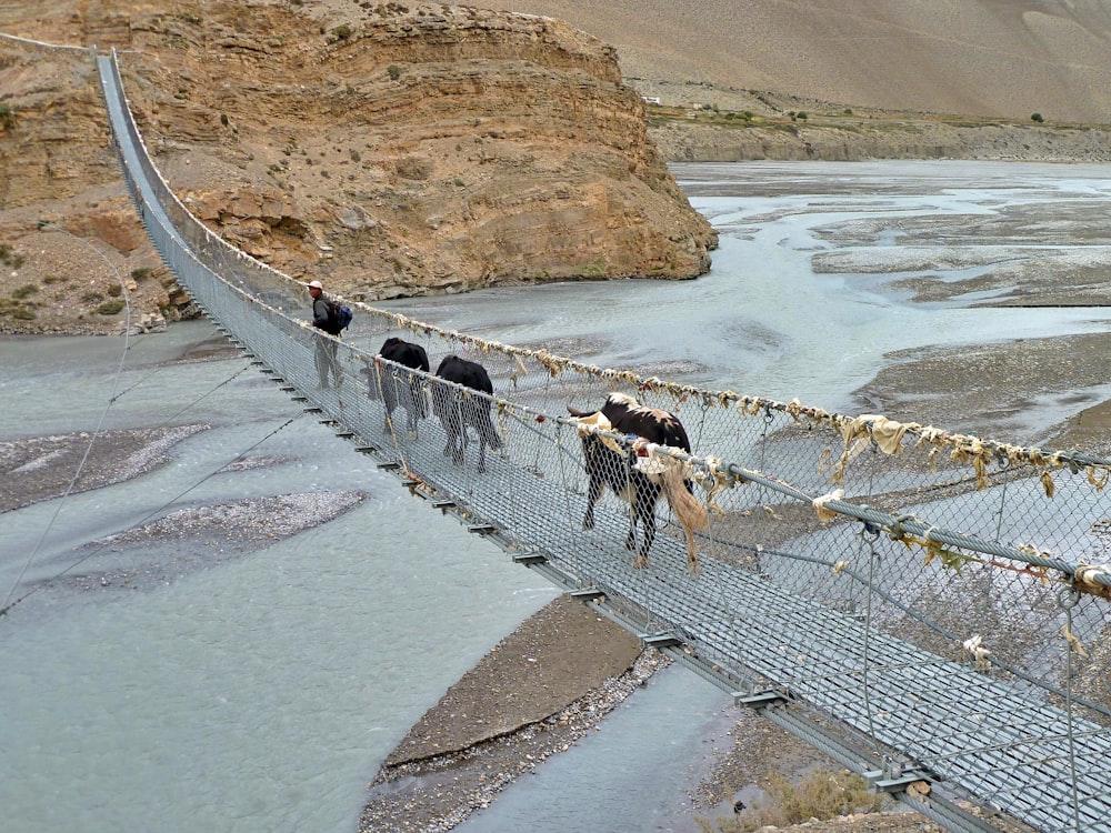 um grupo de vacas atravessando uma ponte suspensa sobre um rio