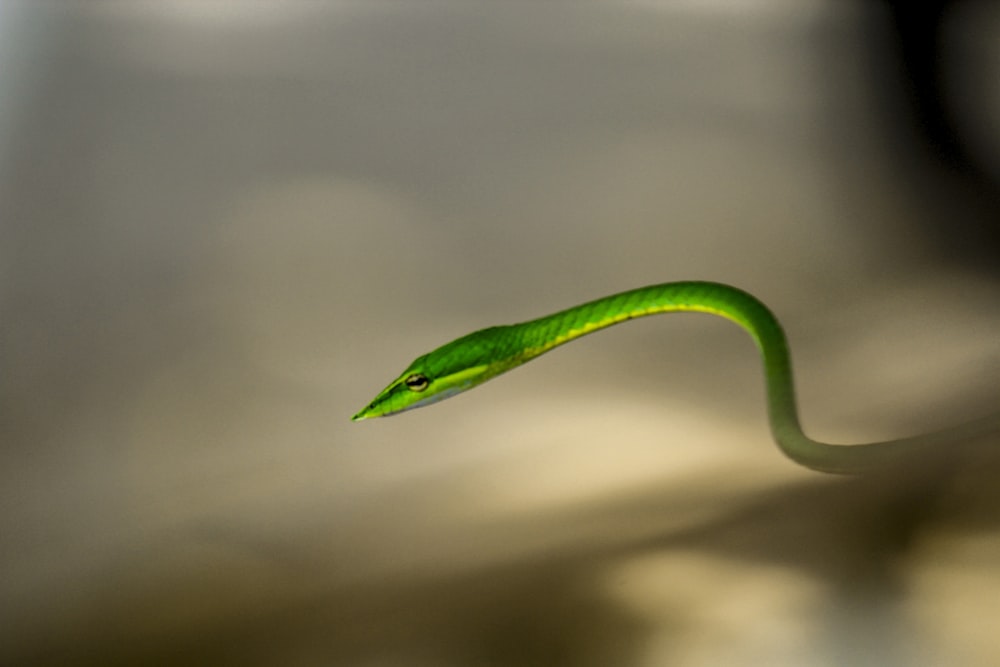 a close up of a green snake's tail