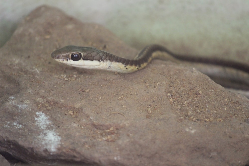 a snake that is sitting on a rock