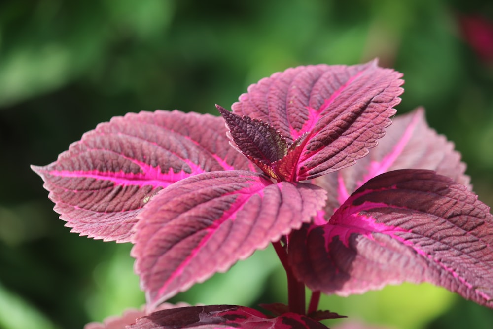 a close up of a plant with pink leaves