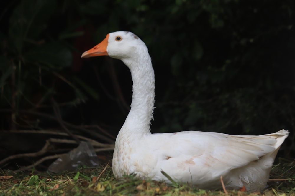 a white duck sitting in the grass next to a tree