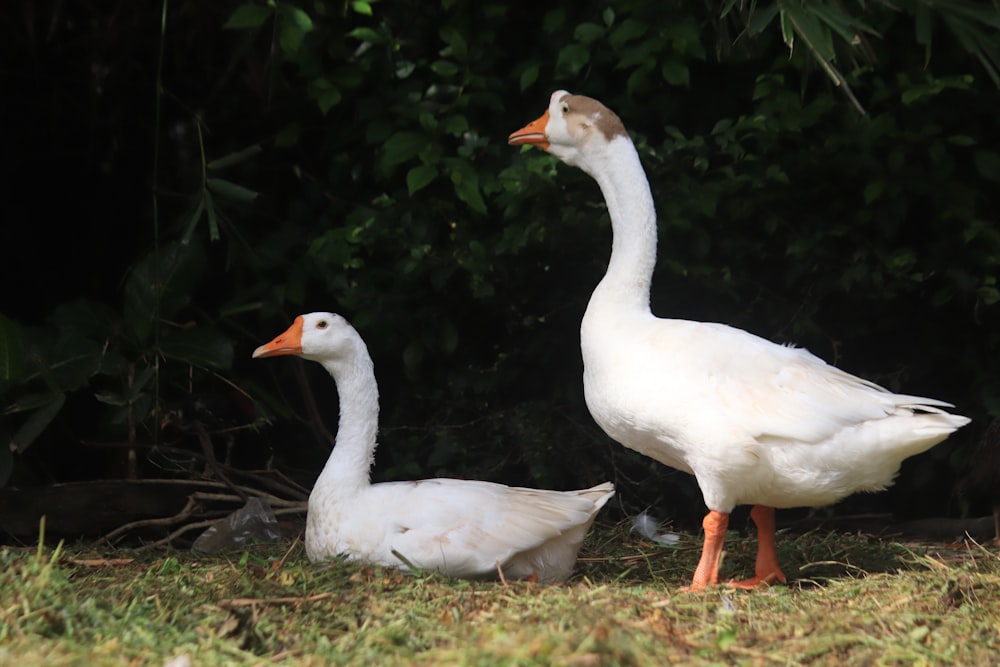 a couple of white ducks standing on top of a grass covered field