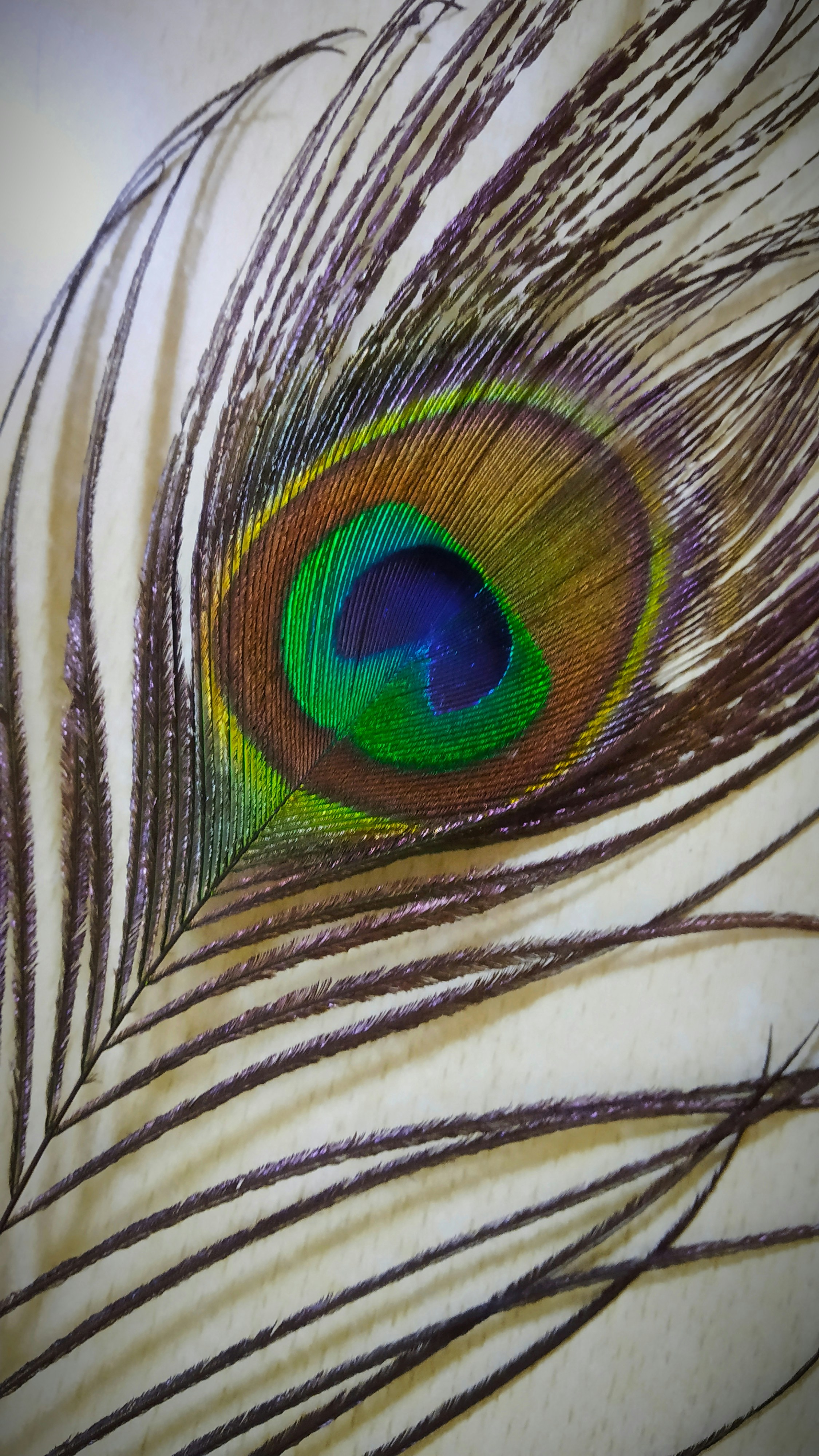 A close up of a peacock's feathers tail photo – Free Peacock feather Image  on Unsplash, image size:3000x5333