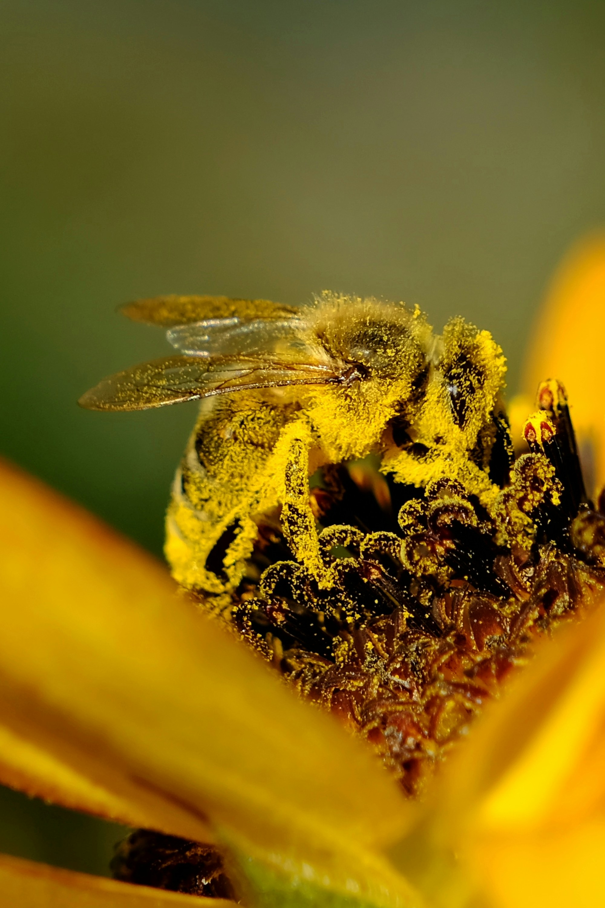 a close up of a bee on a flower