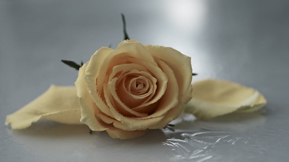 a single yellow rose on a shiny surface