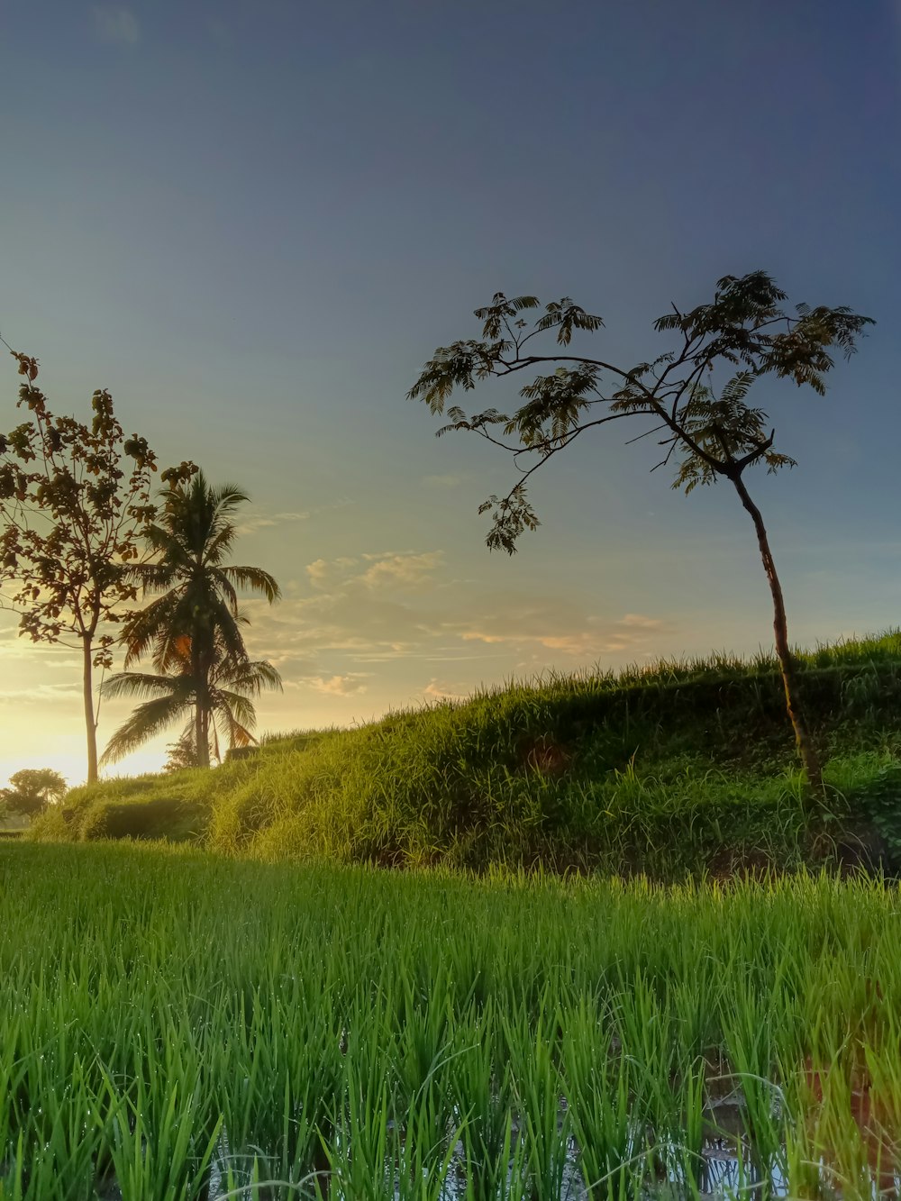 the sun is setting over a lush green field