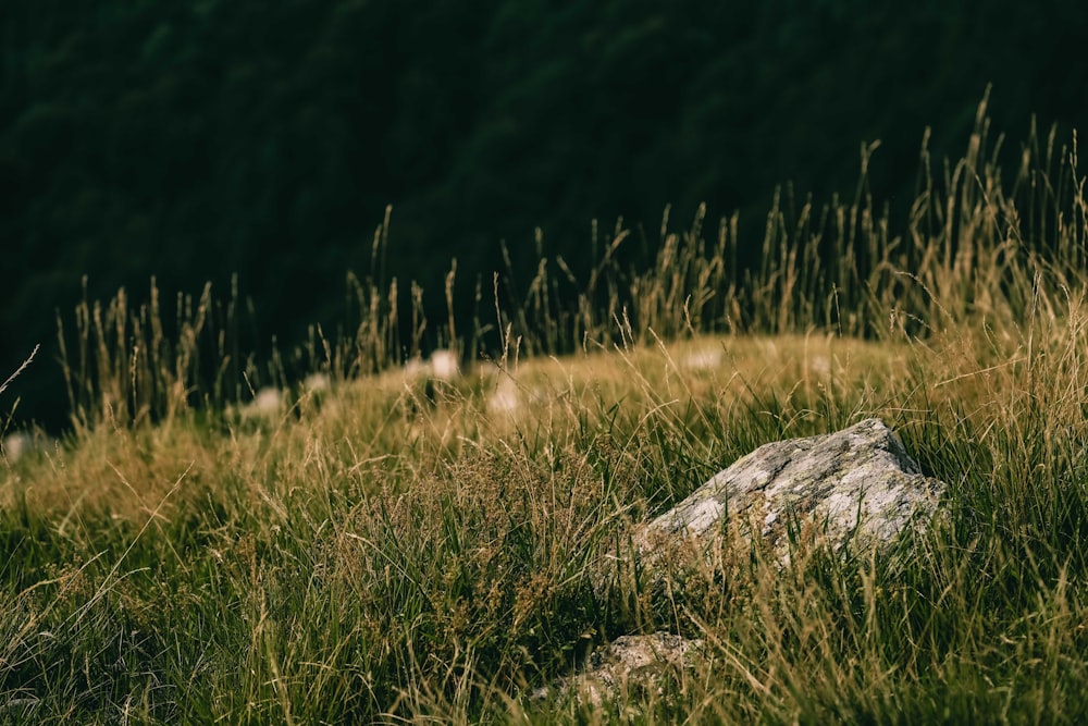 a rock in the middle of a grassy field