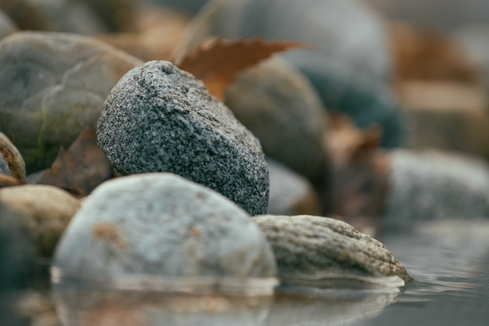 a close up of rocks and leaves in the water
