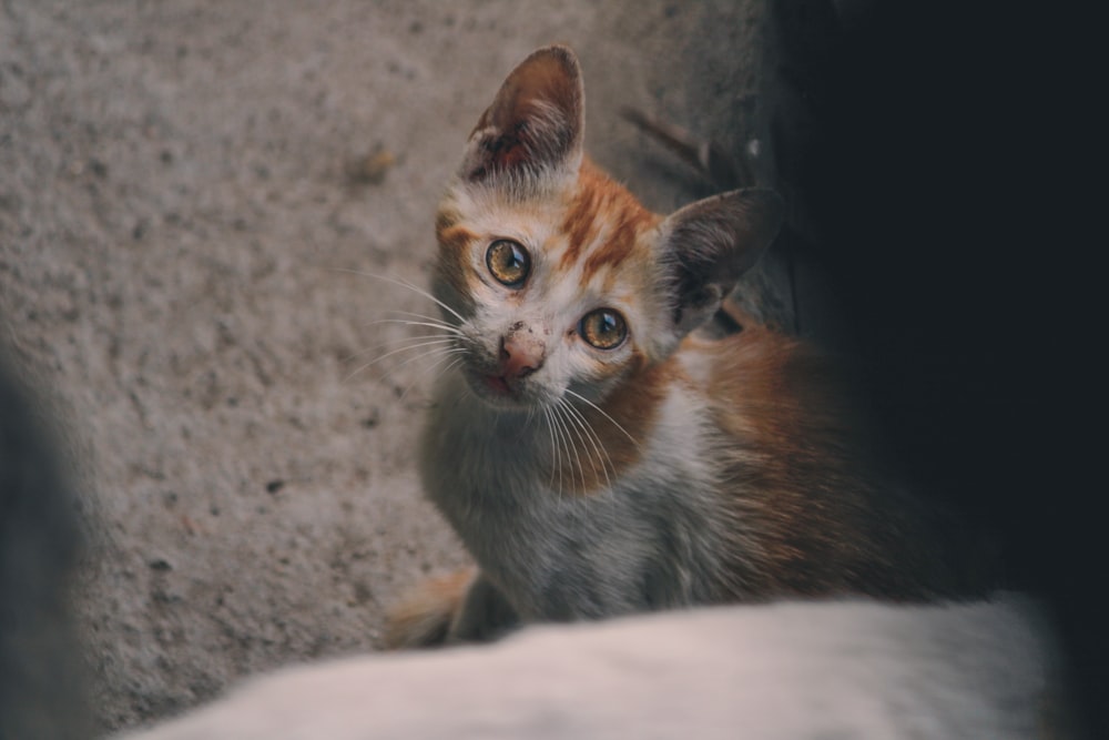 a small kitten sitting on top of a cement floor