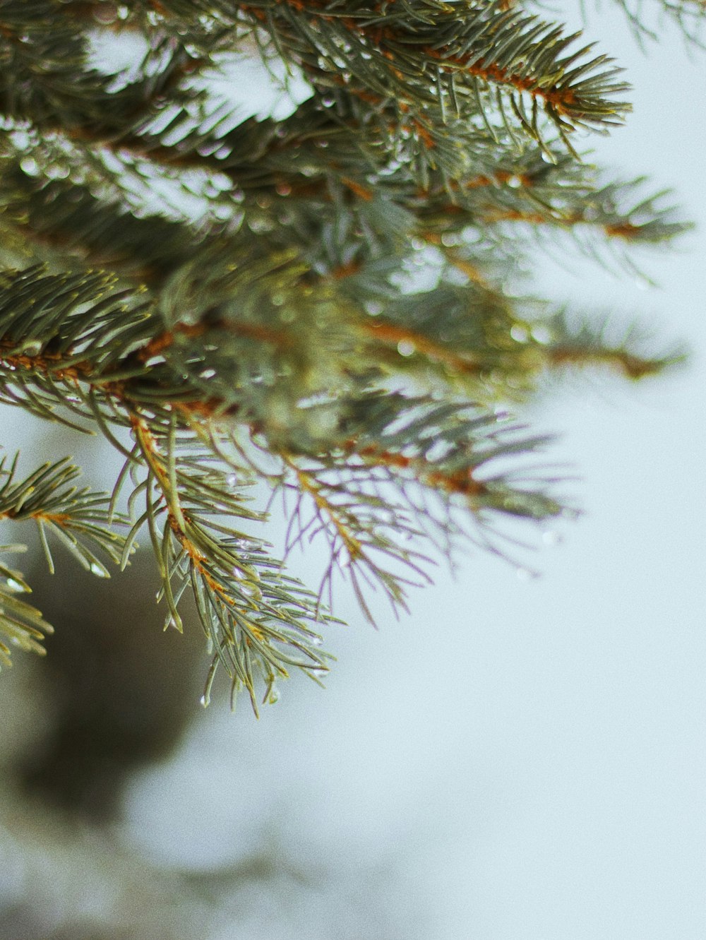 a bird is perched on a branch of a tree