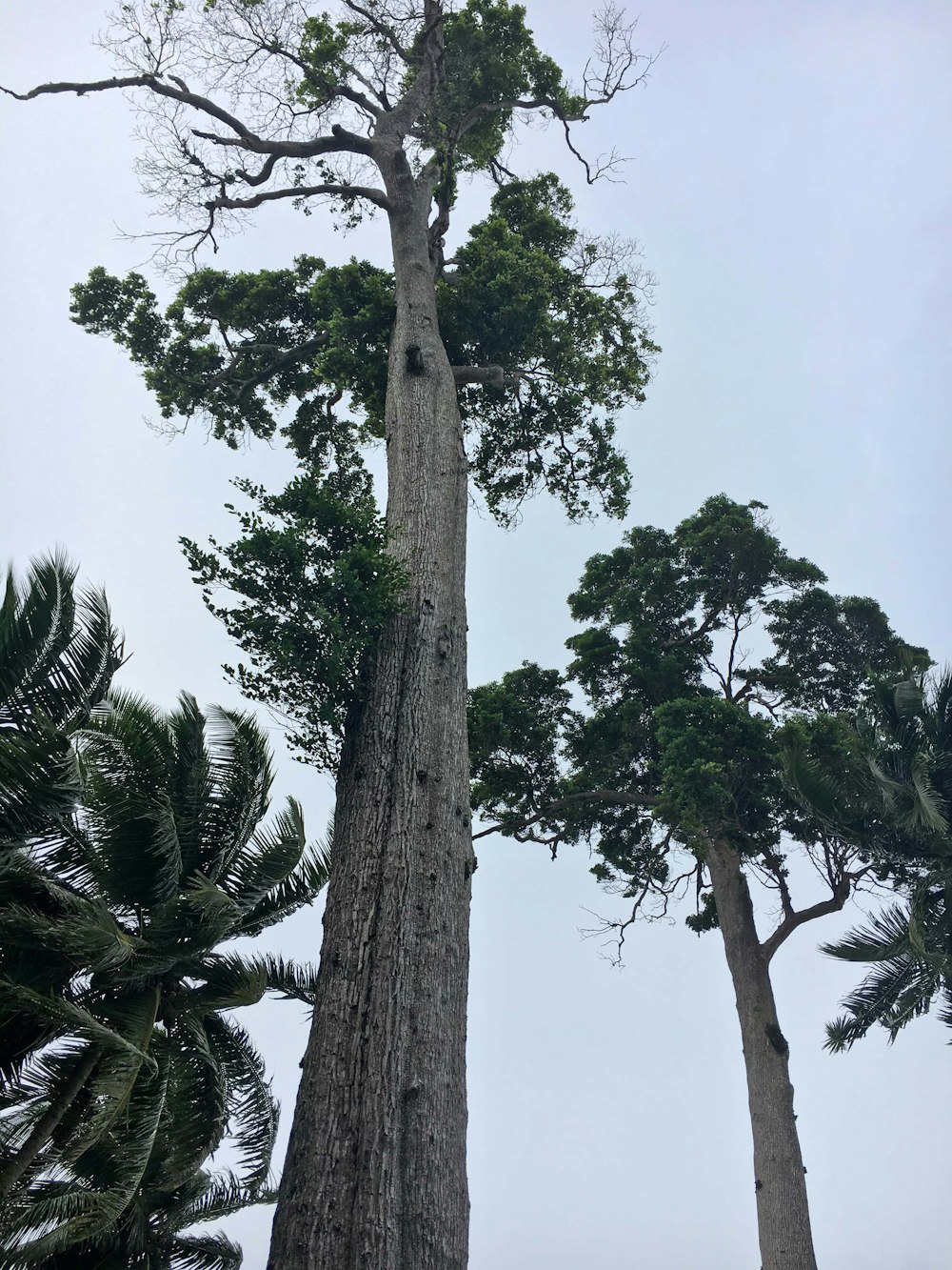 a couple of tall trees standing next to each other