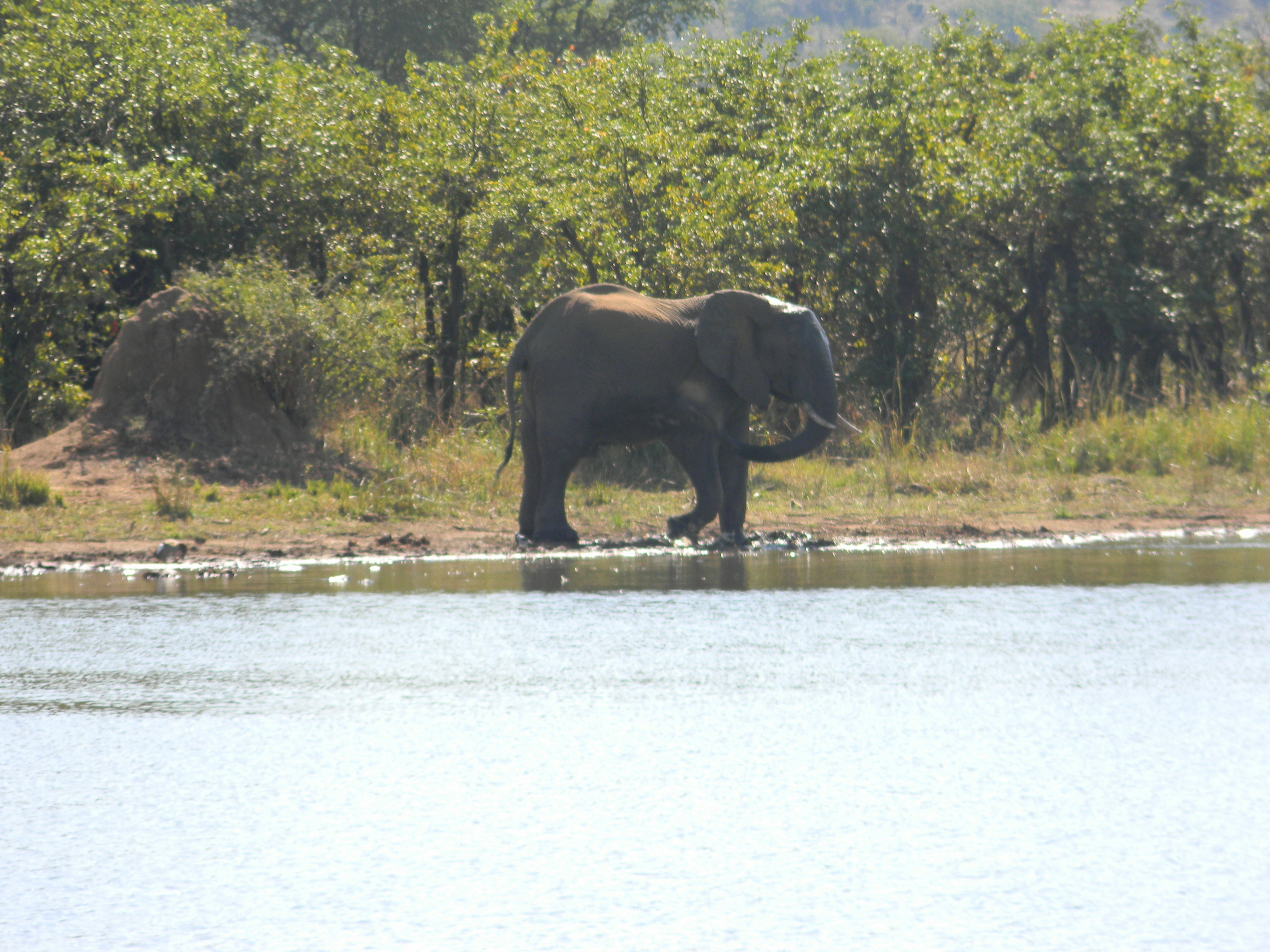 Kenya Mourns the Loss of Craig, the Iconic Elephant