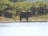 An elephant stands by the edge of a body of water, surrounded by lush greenery and dense foliage. It appears to be in a wildlife or nature reserve setting.