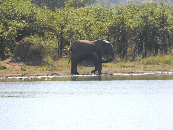 An elephant stands by the edge of a body of water, surrounded by lush greenery and dense foliage. It appears to be in a wildlife or nature reserve setting.