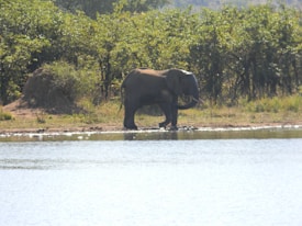 An elephant stands by the edge of a body of water, surrounded by lush greenery and dense foliage. It appears to be in a wildlife or nature reserve setting.