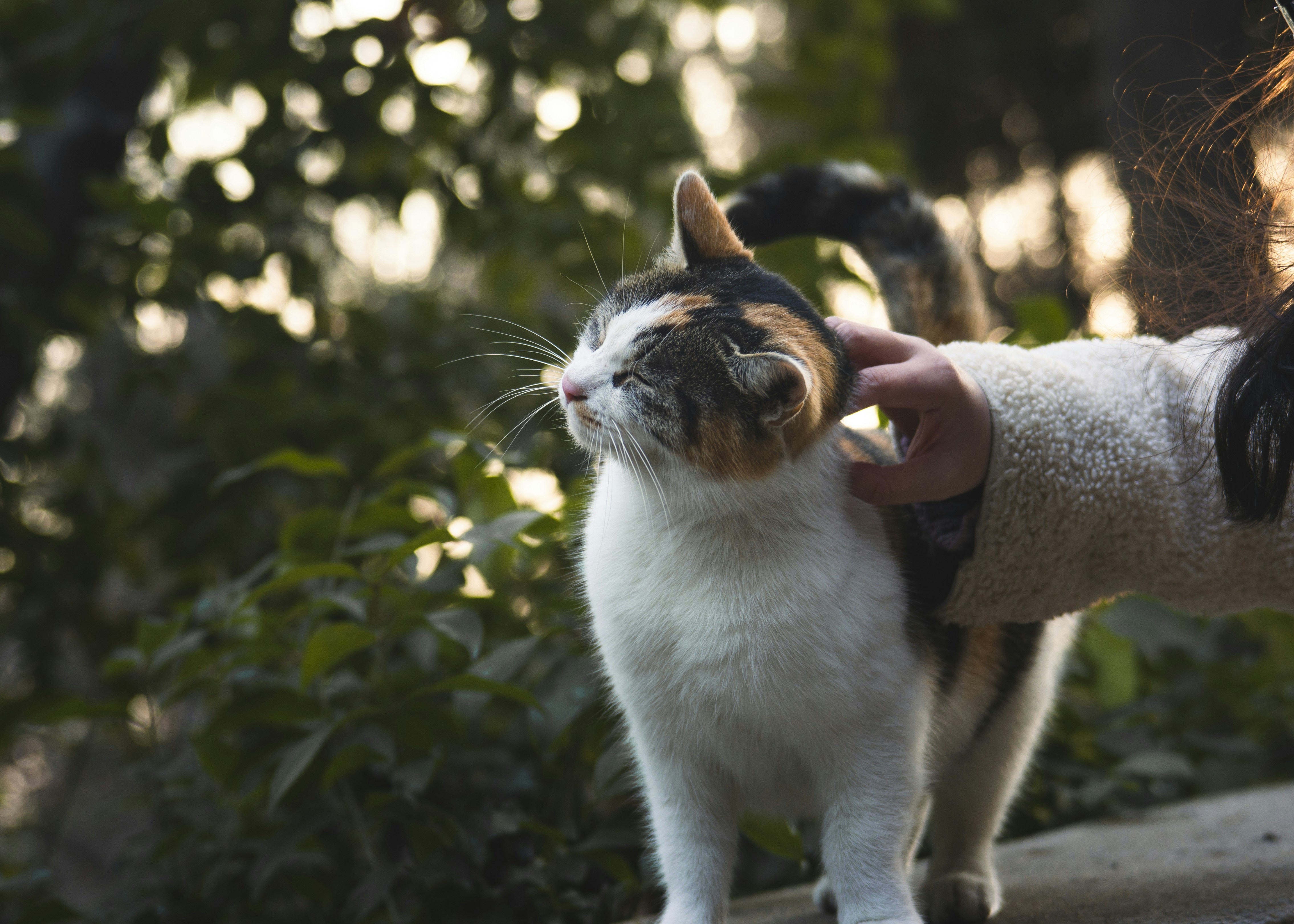 a cat is being petted by a woman