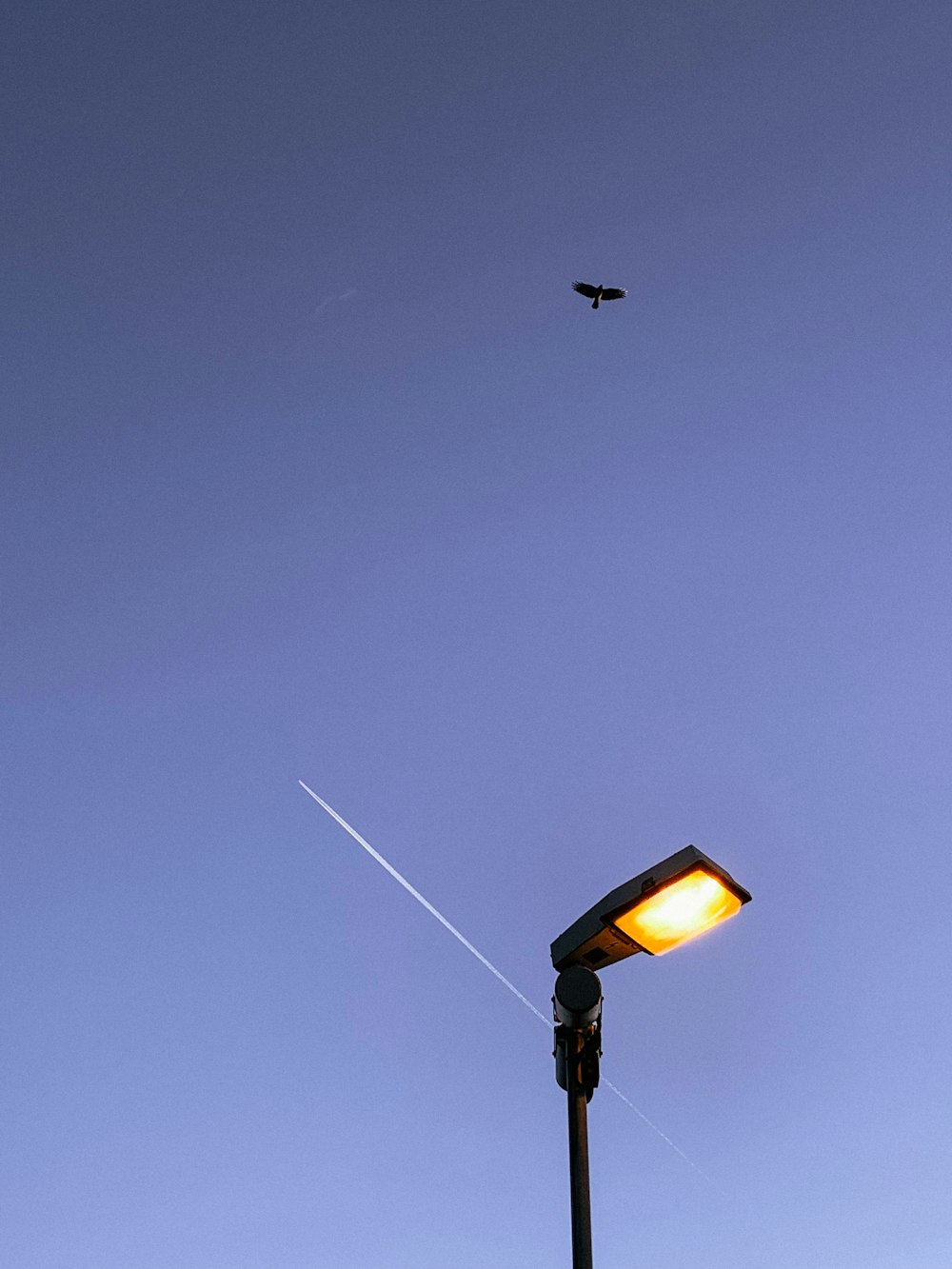 a street light with a bird flying overhead