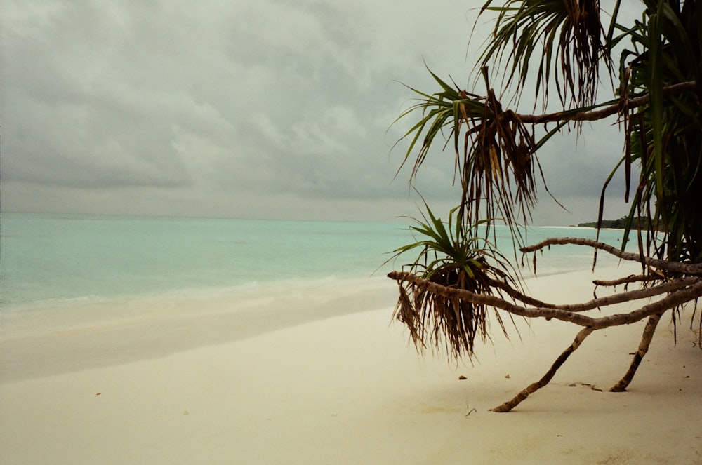 a tree branch on a beach with the ocean in the background