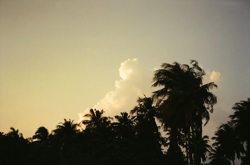 a plane flying in the sky over some palm trees