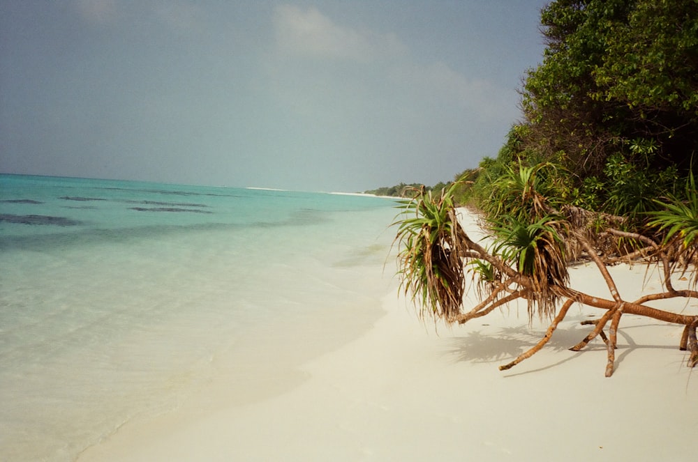 a beach with a tree branch sticking out of the water