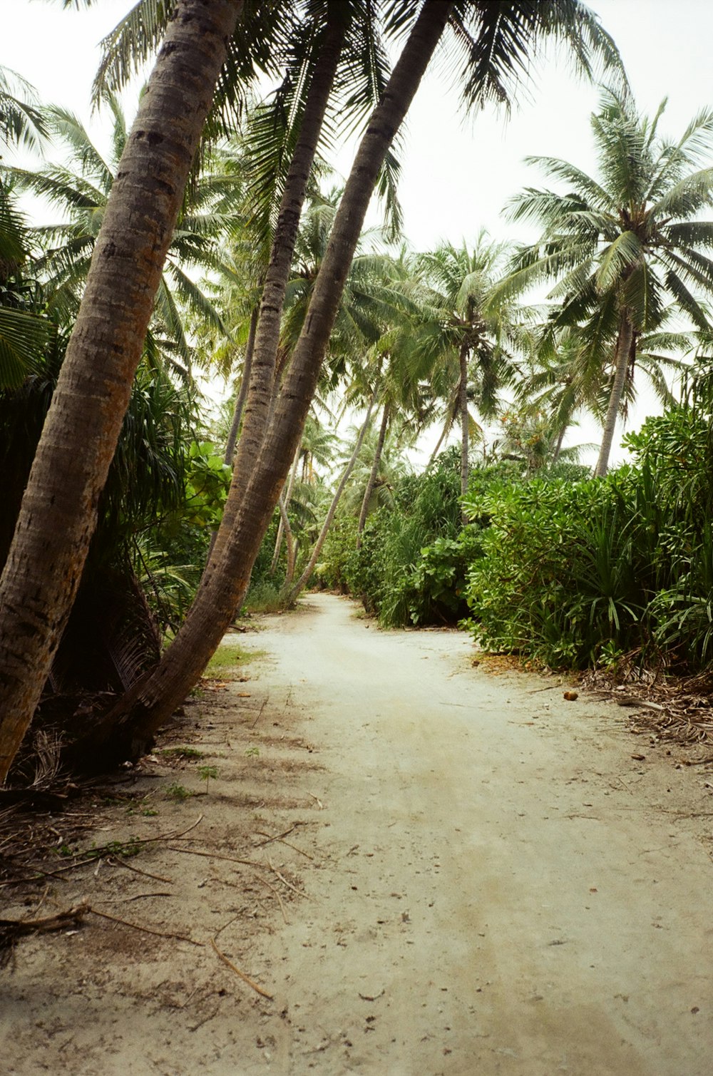 a dirt road surrounded by palm trees on a cloudy day