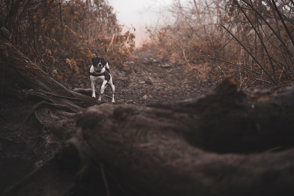 a black and white dog standing on a dirt road
