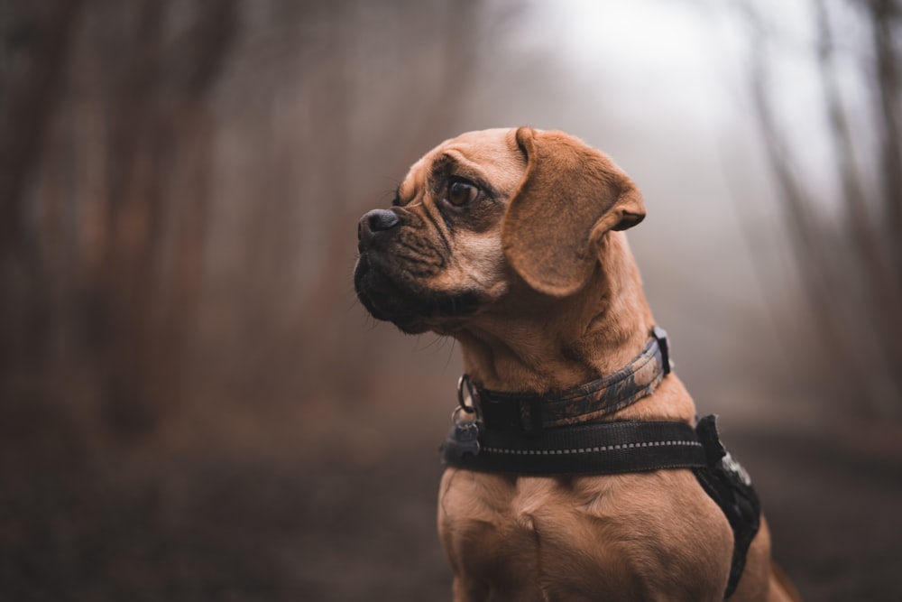 a brown dog wearing a harness in the woods