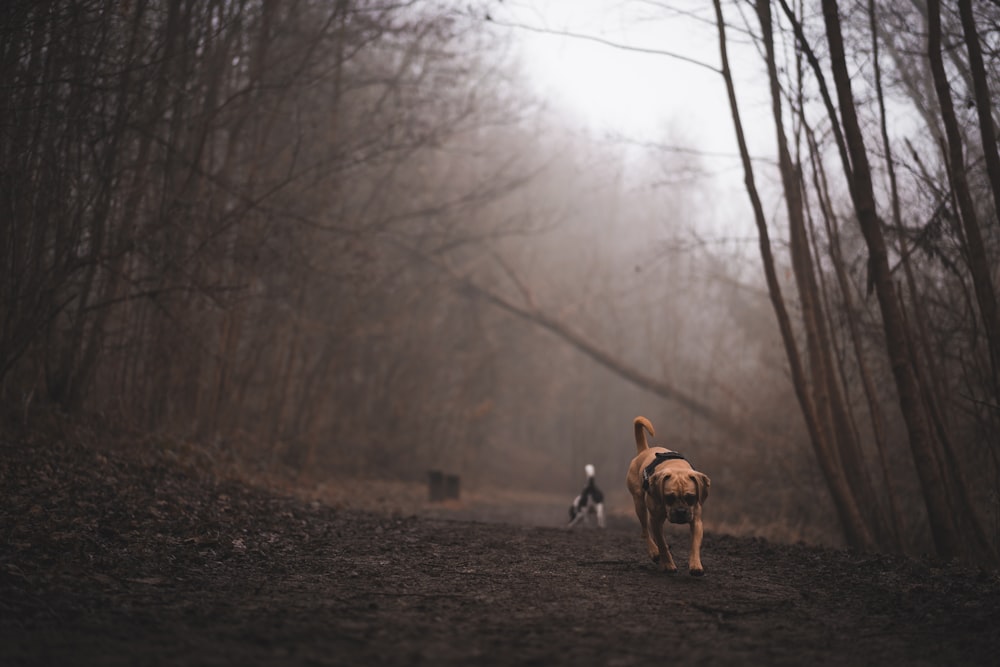 a dog walking down a dirt road next to a forest