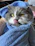 A serene, fluffy cat wrapped in a soft towel after a gentle spa bath.