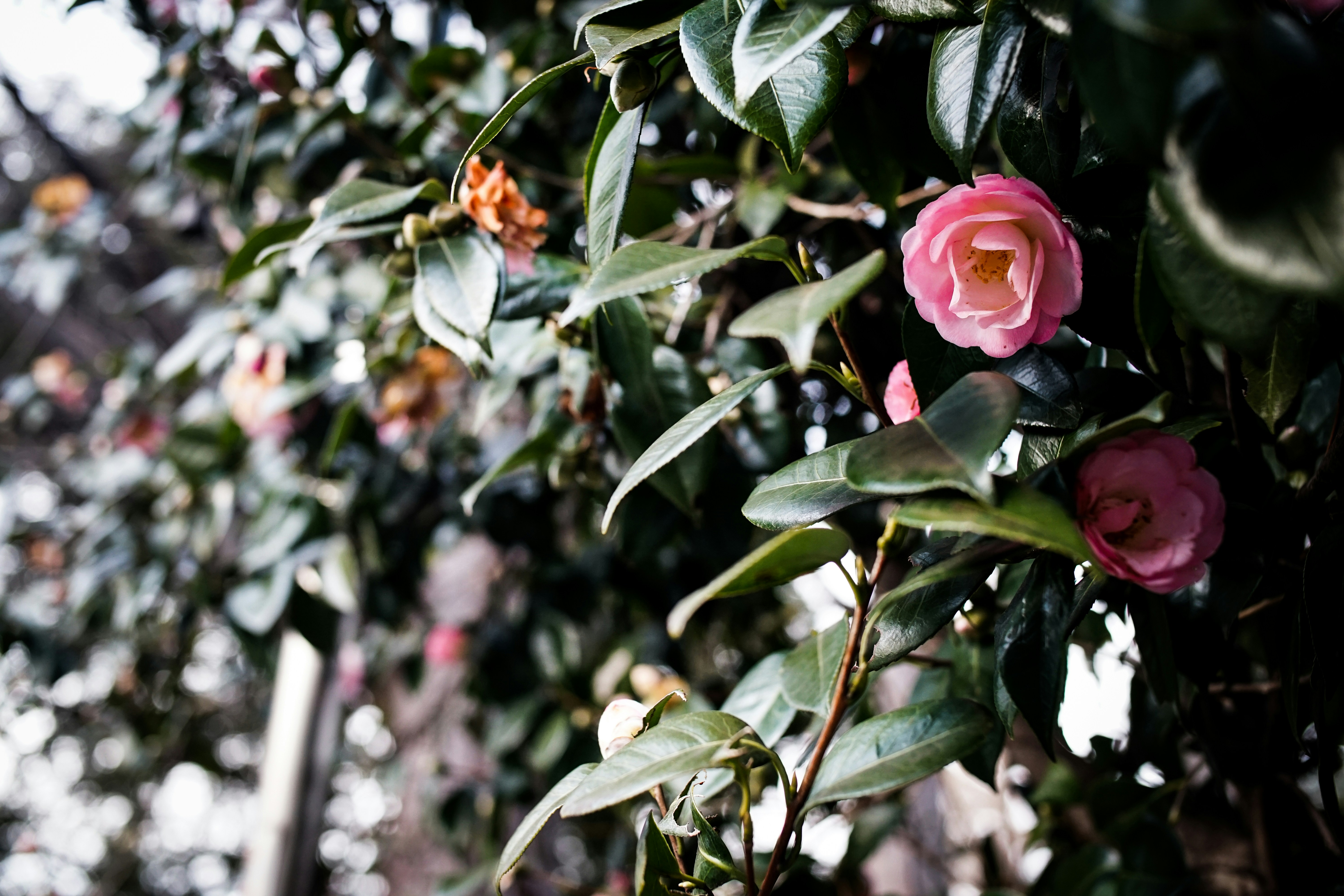 a bush with pink flowers and green leaves