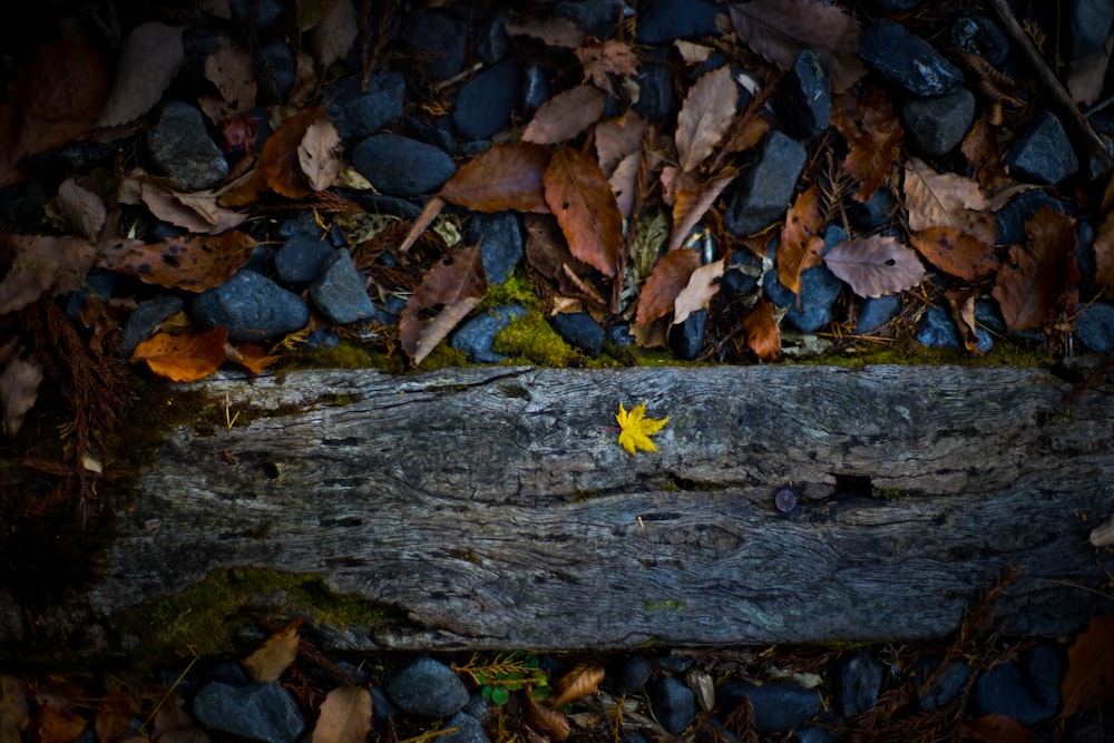 a fallen leaf on a log surrounded by leaves