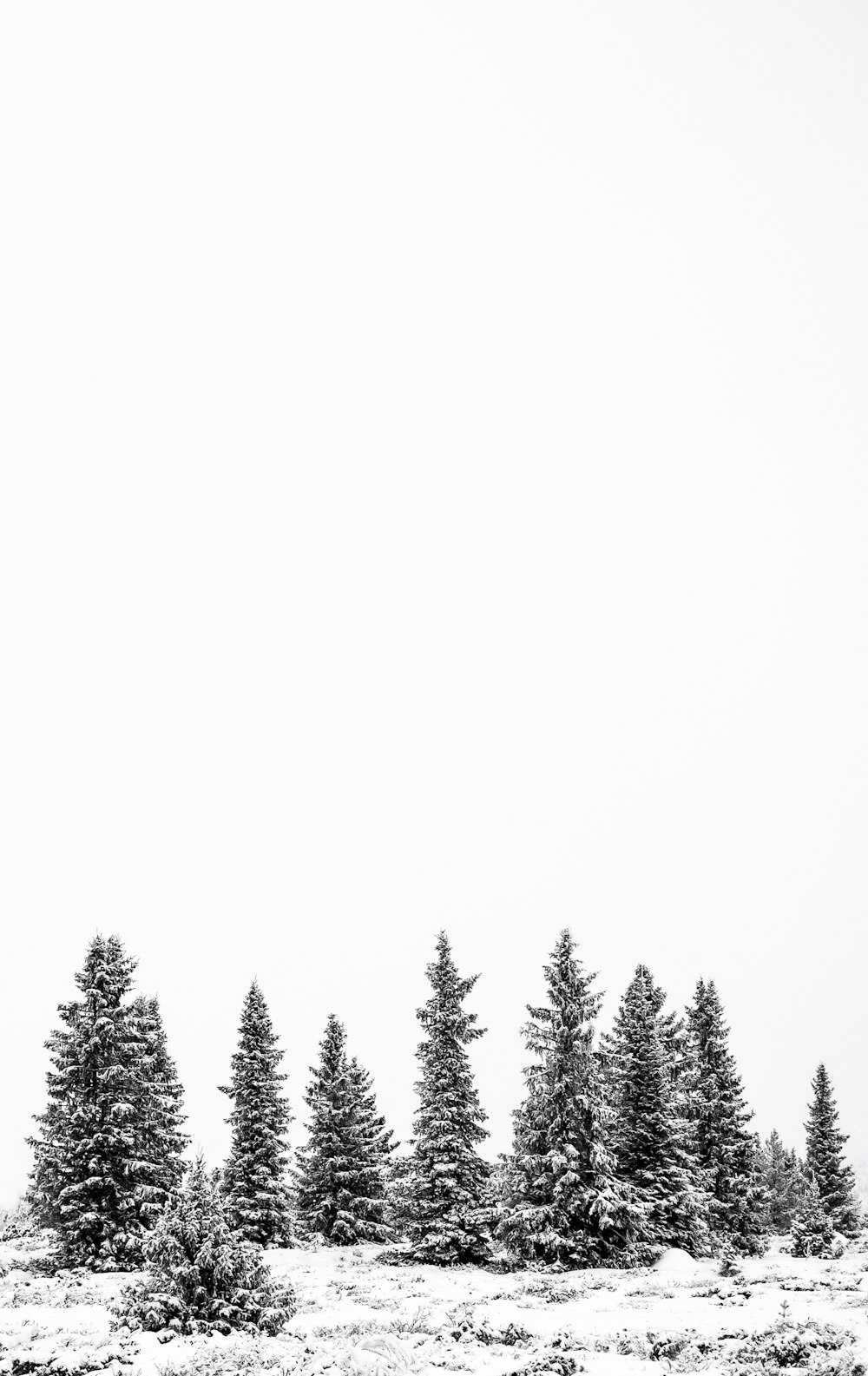 a line of trees in a snowy field
