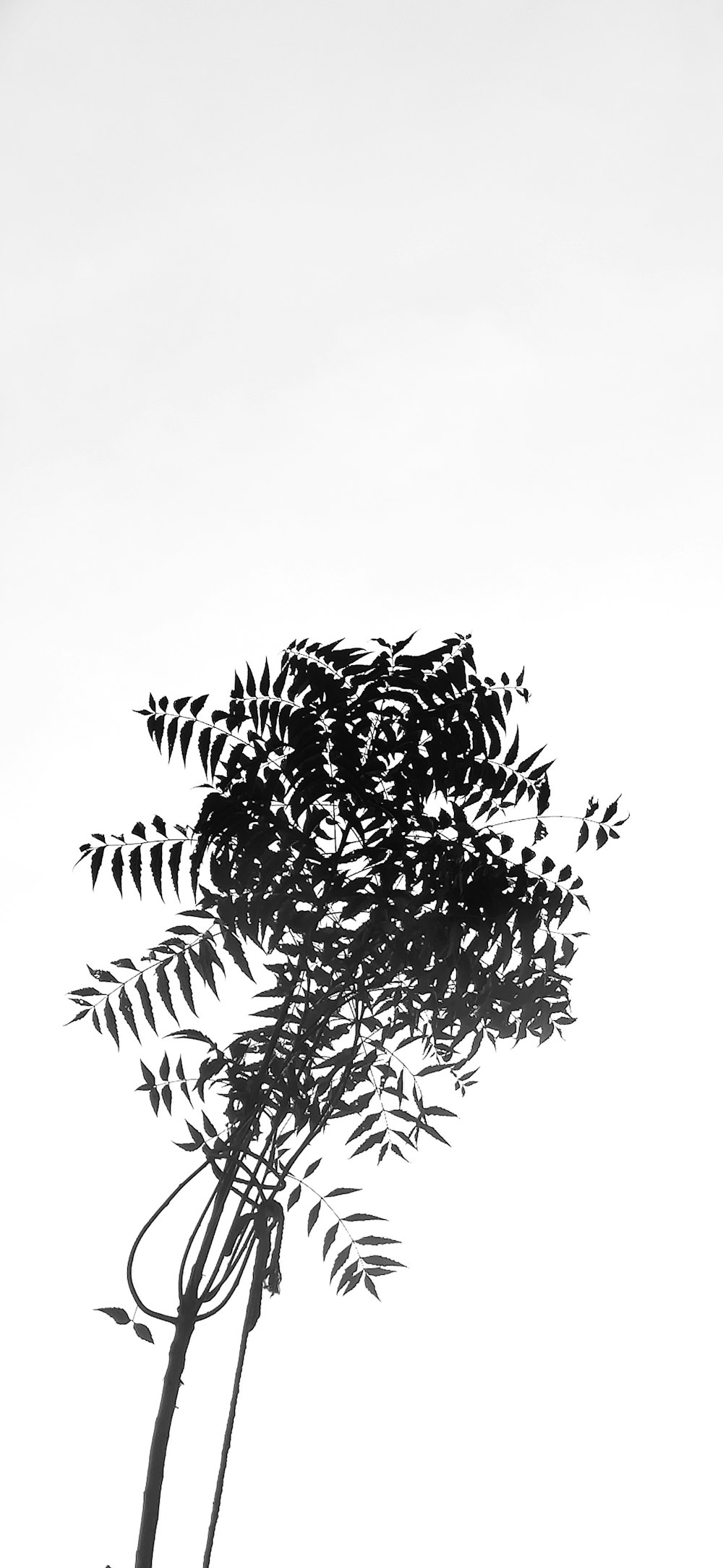 Une photo en noir et blanc d’un arbre