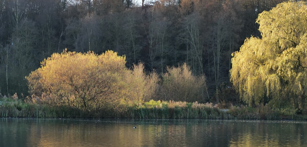 a body of water with trees in the background