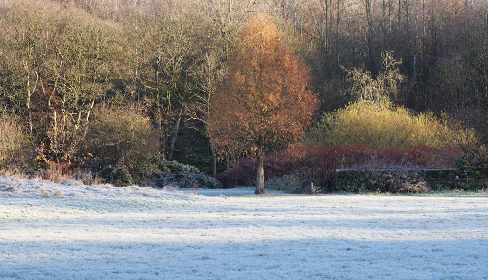 a snow covered field with trees in the background