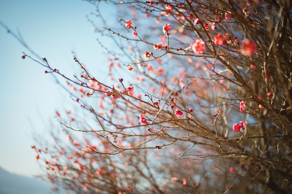 the branches of a tree with red flowers